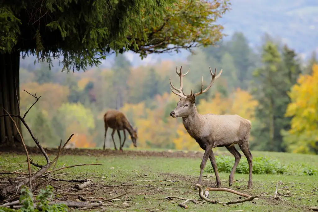 Best Recurve Bows for Hunting Deer